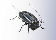Kakerlake Solarbatterie